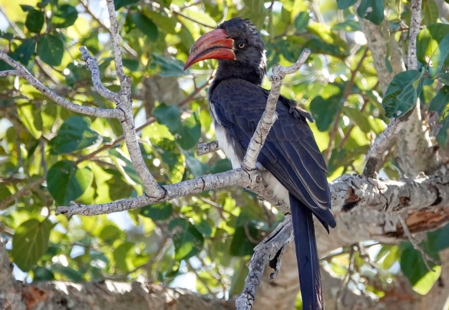 Birding Safaris at &Beyond Phinda Private Game Reserve